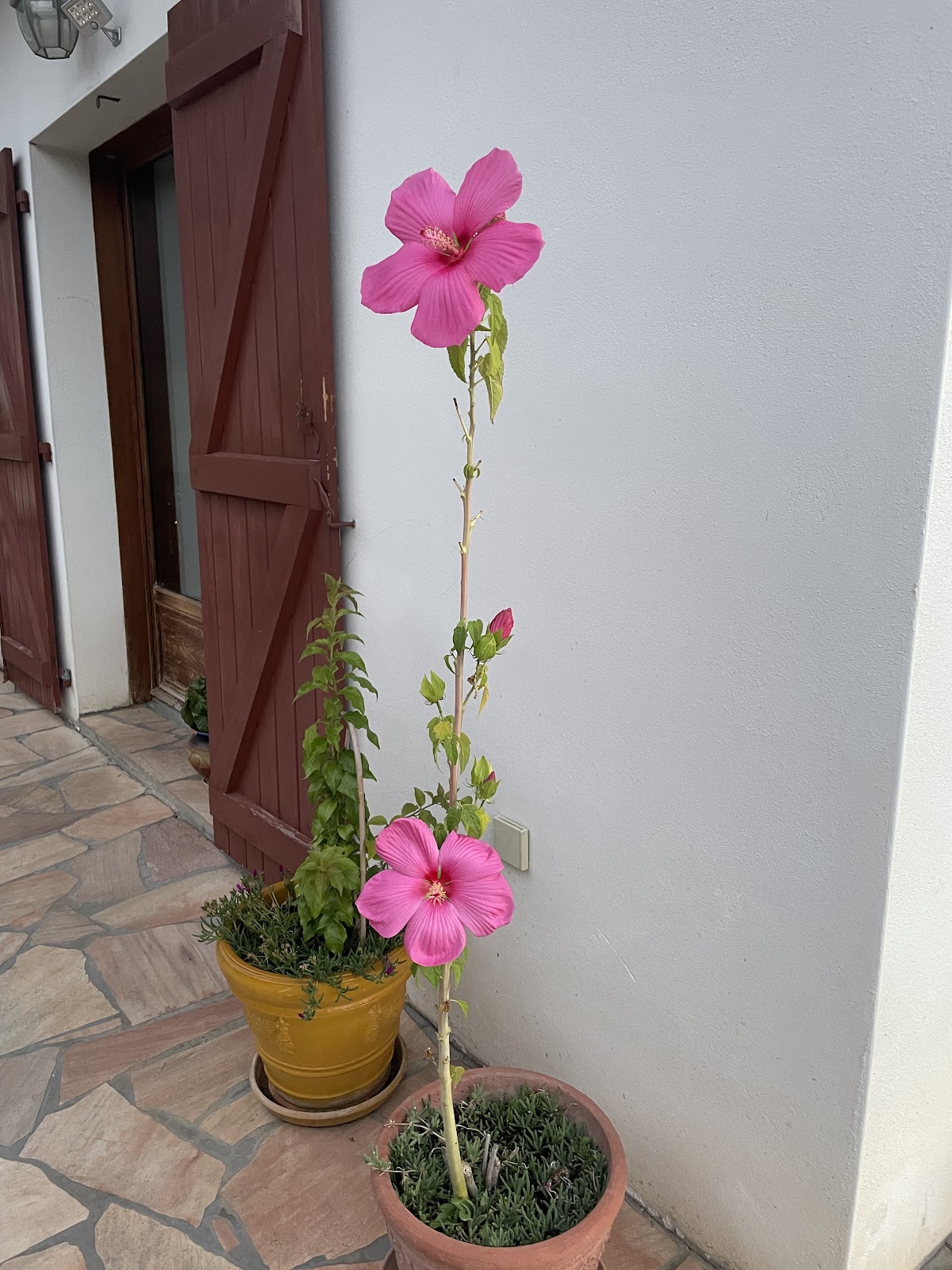 Maison Bakea photo 7, guesthouse accommodation in St Jean Pied de Port on the Camino Frances