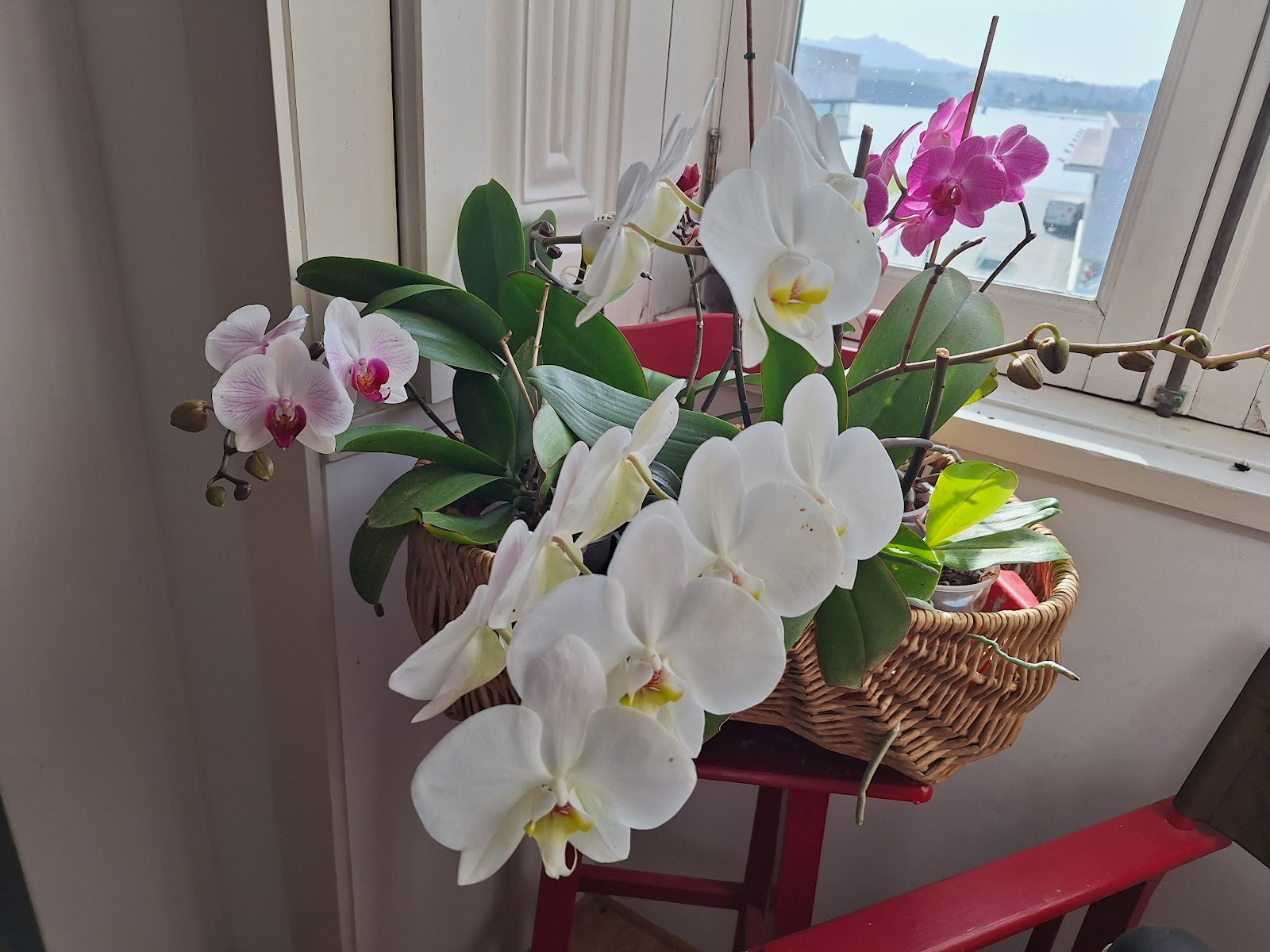 Villa Margarida photo 5, albergue accommodation in Viana do Castelo on the Camino Portuguese
