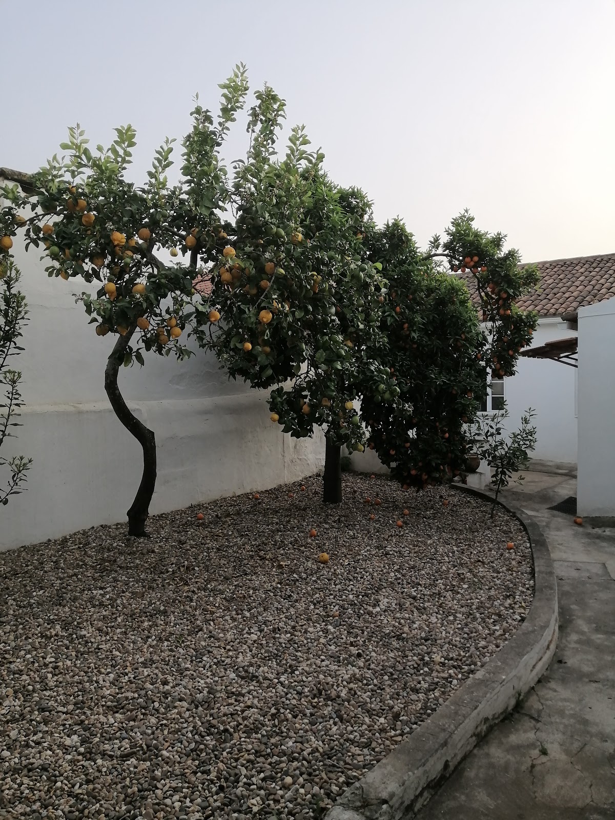 Casa do Tio Zé photo 8, pension accommodation in Golega on the Camino Portuguese