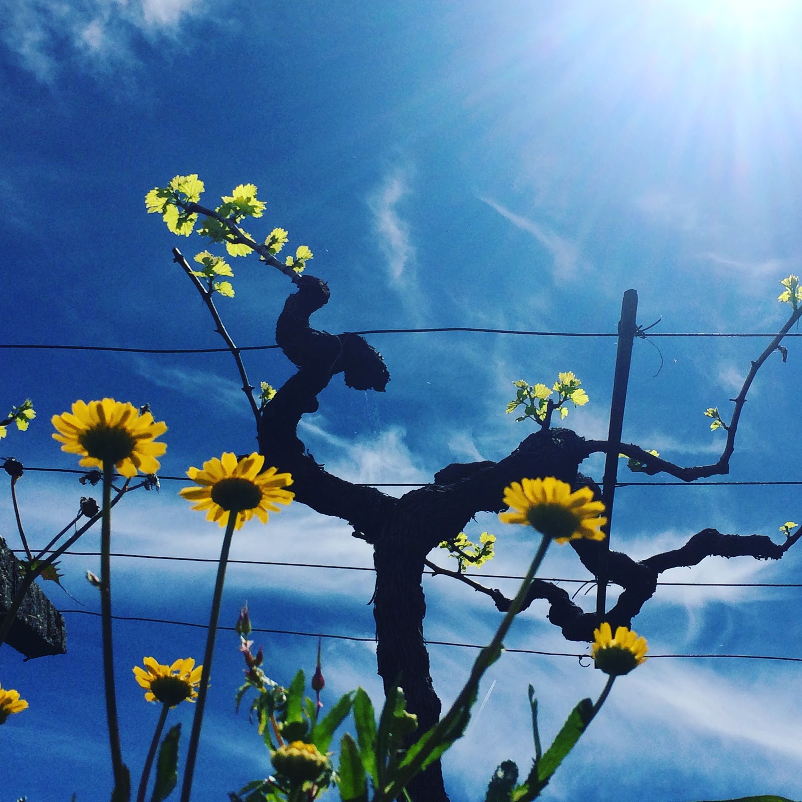 Albergue Ideas Peregrinas photo 8, albergue accommodation in Tui on the Camino Portuguese